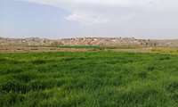 بازدید کارشناس شبکه مراقبت از مزارع گندم و جو بافران جهت پایش سن غلات